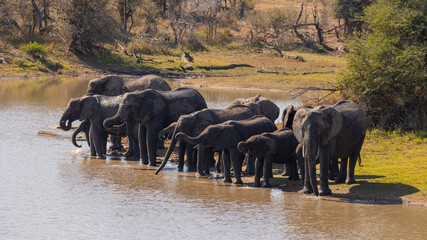 a breeding herd of African elephants drinking water in a row