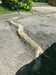 nature r&eacute;siliente et racine d' arbre 