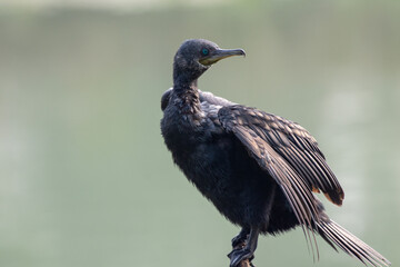 Cormorant - Bharatpur Bird Sanctuary