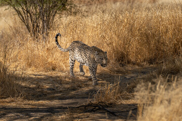 a leopard searching for prey in the grasslands of Namibia's Kalahari Desert