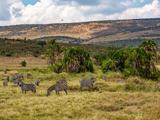 Fototapeta premium a herd of zebra grazing on the plains of masai mary kenya.