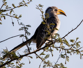 Jackson's Hornbill bird resting on the dry branches of a tree in the African savannah of South Africa, this abundant bird in Africa is very beautiful for its colors and much admired on safari.