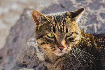 homeless street cat ordinary portrait photography