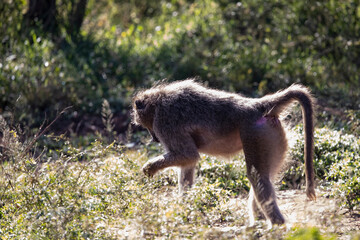 The famous Papio monkey or commonly known as Baboon in the African savannah of South Africa is an extremely strong and agile animal that climbs trees quickly.