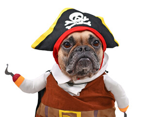 French Bulldog dog dressed up with funny pirate costume with hat and fake hook arm on transparent...