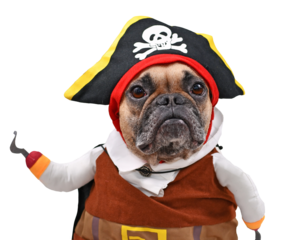 French Bulldog dog dressed up with funny pirate costume with hat and fake hook arm on transparent background