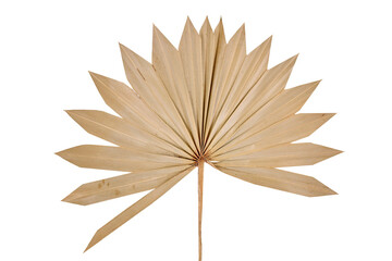 Dried fan shaped palm leaf isolated on transparent background
