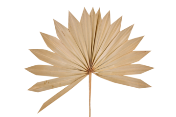 Dried fan shaped palm leaf isolated on transparent background