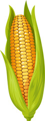 Yellow maize with leaves isolated corncob corn cob