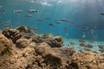 School of fish swims underwater