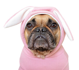 Portrait of cute French Bulldog dog girl in a pink easter bunny costume on transparent background