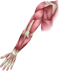 Obraz na płótnie Canvas Human body muscles of the arm shown from the back anatomy or medical anatomical diagram illustration.