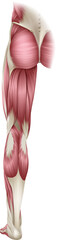 Human body muscles of the leg shown from the back anatomy or medical anatomical diagram illustration.