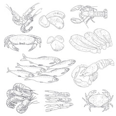 Vector vintage sketch seafood, hand drawn seafood delicacy, restaurant and marine cuisine cafe menu, packaging design.