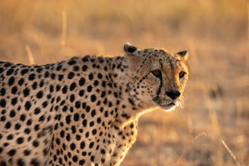 cheetah in serengeti