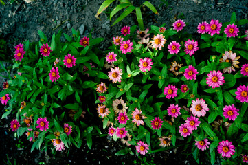 pink and yellow tulips