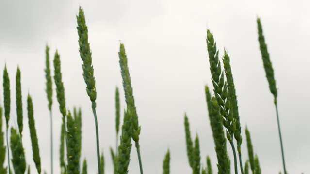 a large paln of wheat ears swaying in the wind against the background of a cloudy gloomy sky in the summertime. Selective focus.Save wheat harvest, agricultural crisis, food sanctions