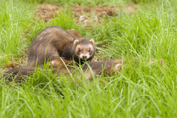 Ferret babies enjoying day in house backyard garden