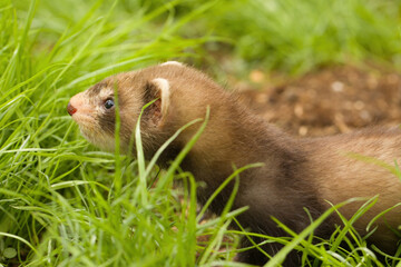 Ferret babies enjoying day in house backyard garden