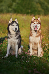 Two husky dogs. Siberian husky on the walk.