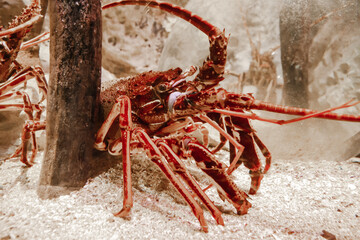 Lobster close-up view in ocean