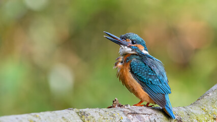 Common Kingfisher (Alcedo athis) sitting on a branch.