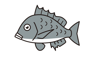クロダイのイラスト素材。