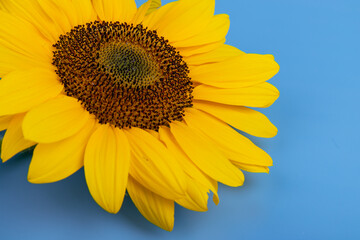 Obraz premium Bright yellow sunflower on blue. Sunflowers are a symbol of Ukraine. Copy space for your text.
