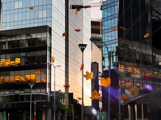 
  Autumn rainy city  modern buildings and rain fall with Autumn leaves urban background 