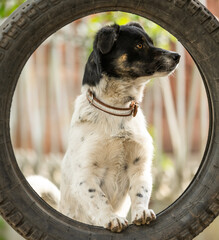 Beautiful white little smart dog