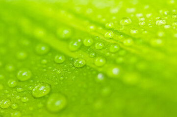 green leaf with drops