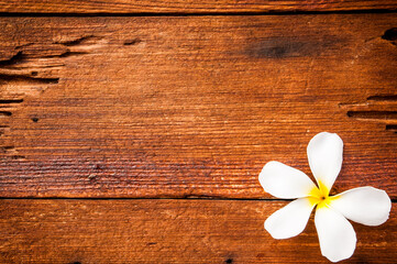 White and yellow frangipani flowers with wood in background. 