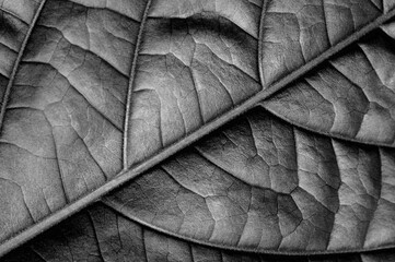 B&W texture of leaf