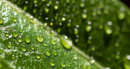 Green leaf in morning dew, soft sunlight. Copy space for text.
