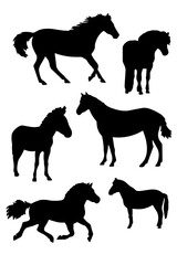 Silhouettes of horses, ponies and donkeys