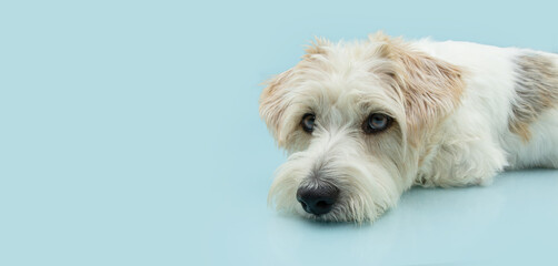 Banner serious, or bored mixedbred dog lying down, Isolated on blue pastel background