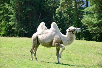 Kamel 