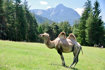 Kamel in Südtirol