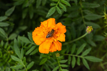 Marigold and bee