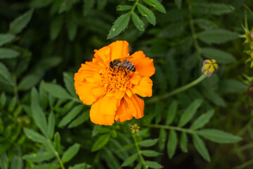 Marigold and bee