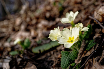 A few small yellow spring flowers on the forest floor flooded with sunlight.