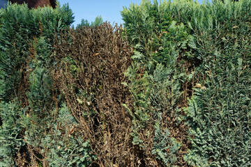 closeup of blue false cypress hedge dried out by dogs urine