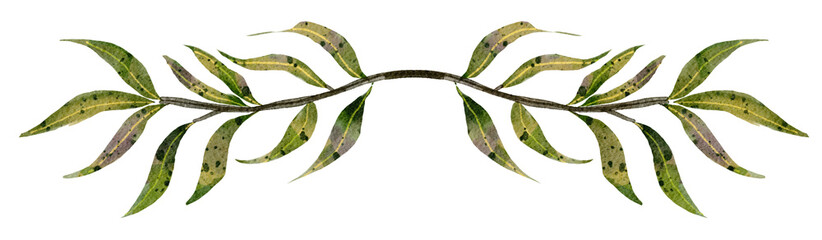 Watercolor branch and leaves with transparent background