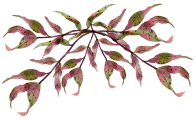 Watercolor branch and leaves with transparent background