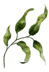 Watercolor branch and leaves with transparent background