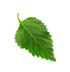 Obraz premium Green leaf isolated on white background