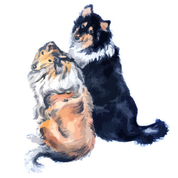 Vector watercolor illustration of of collie dogs portrait.
