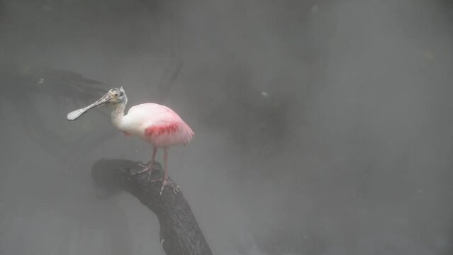 The roseate spoonbill sitting on the branch near water