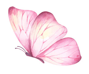 Fototapeta na wymiar Beautiful butterfly. Watercolor painting transparent.