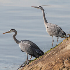 Herons waiting for the fish